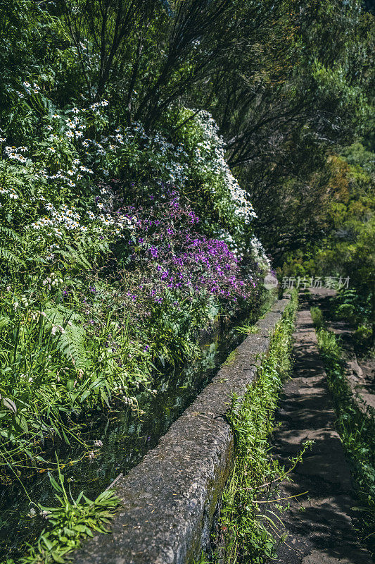 Levada das 25 Fontes和Levada do Risco步行在马德拉岛甜美的花朵在一个美丽的夏日